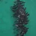 Allan Marsh/Cheynes Beach Caravan Park