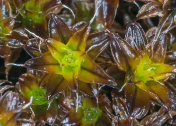 Syntrichia caninervis, пронајдена во многу суви пустински средини на Земјата.Фото: John Game преку Flickr (CC од 2.0)