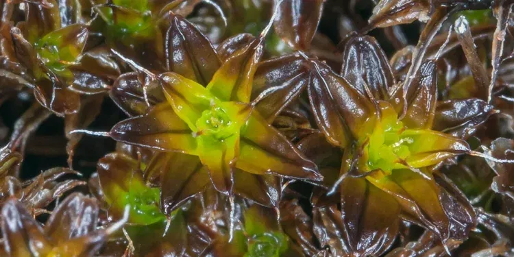 Syntrichia caninervis, пронајдена во многу суви пустински средини на Земјата.Фото: John Game преку Flickr (CC од 2.0)